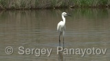 Video of Little Egret - Little Egret in lake in Bulgarian spring